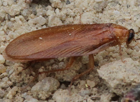 Wood Cockroach Wood Cockroach